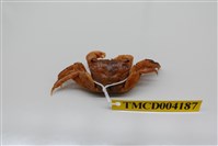 藏品(雙齒近相手蟹)的圖片